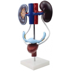 Female Urinary System